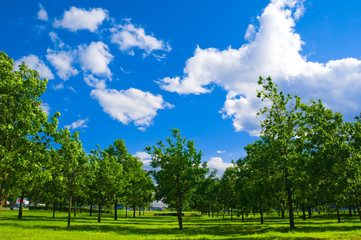 Obraz premium City park beside the lake, green trees in it and blue sky