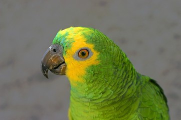 Amazon parrot