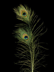 Obraz premium Pfauenfeder 1