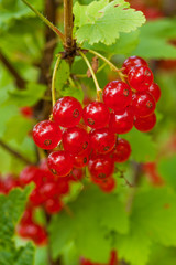 Red currants