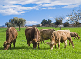 Cows grazing