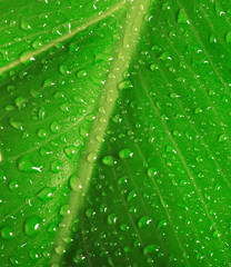 green leaf background with water drop