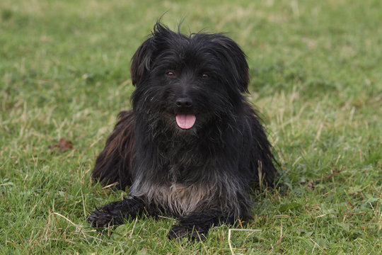 chien de berger des Py&eacute;n&eacute;es allong&eacute; de face