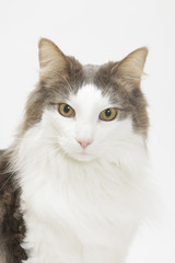 jeune chat des forêts norvégiennes au regard inquiet