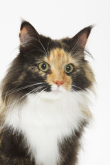 regard surpris du chat des forêts norvégiennes