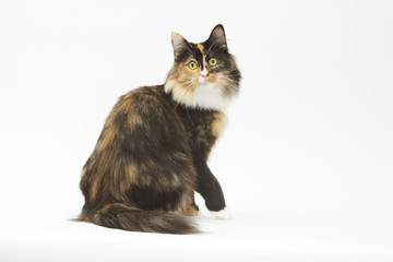 pose langoureuse d'un chat norvégien en studio - fond blanc