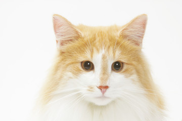 portrait d'un chat norvégien de face au regard tendre