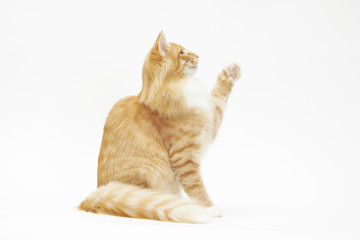 Chat Norvégien De Profil En Studio Sur Fond Blanc Buy This