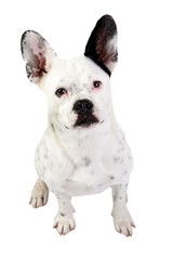 Fototapeta premium Funny dog black and white with big ears