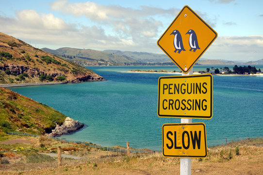 Panneau Penguins dans la p&eacute;ninsule de l'Otago - New Zealand