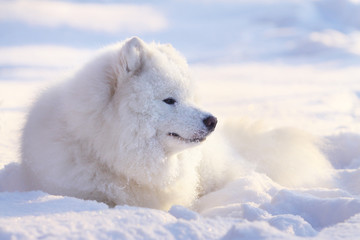 samoyed dog in snow - Powered by Adobe