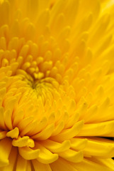Fototapeta premium chrysanthemum