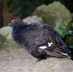 Birkhahn_115799