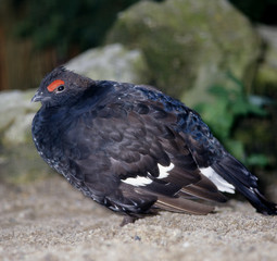 Birkhahn_115798