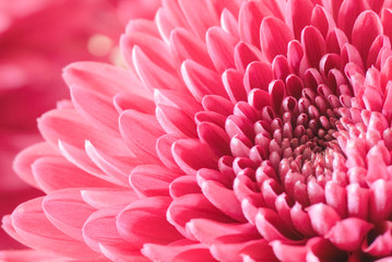 chrysanthemum