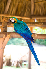 blue and yellow macaw