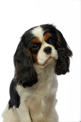 douceur du regard d'un jeune cavalier king Charles spaniel