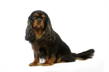 cavalier king Charles black and tan assis de profil