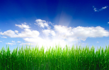 Fototapeta na wymiar green grass and perfect sky