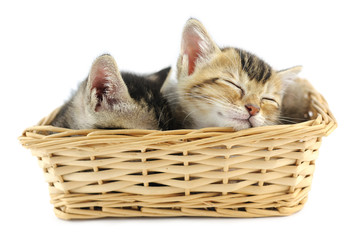 Kittens in wicker basket