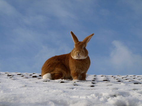 lapin