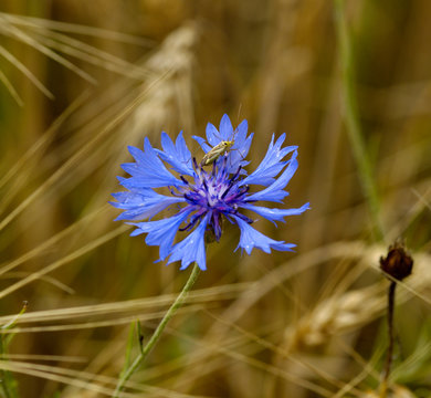 Fototapeta Dark blue field flower with a bug