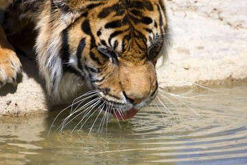 Drinking Tiger