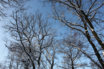 Baum und Schnee