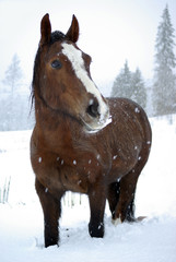 Horse in snow