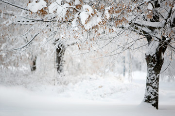 Winter landscape