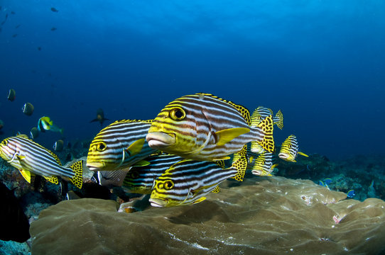 R&eacute;cif et poissons, Oc&eacute;an Indien, Maldives