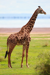 Giraffe