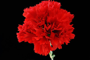 rote Nelke