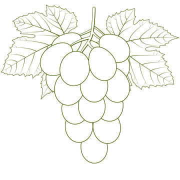 Weintrauben