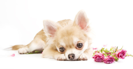 adorable chihuahua puppy with roses