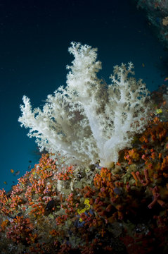 R&eacute;cif et branche de corail mou blanche, oc&eacute;an Indien, Maldives