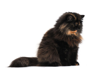 Persian tortie cat (PER а 62) on white background