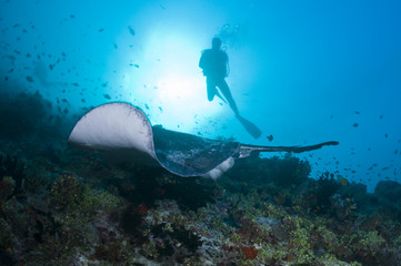 Récif, plongeuse et raie léopard noire, océan Indien, Maldives