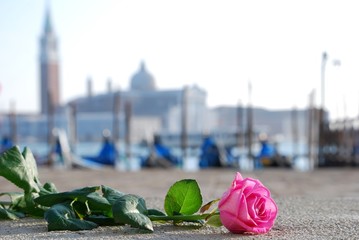 rosa