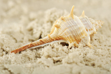 Cockleshells and sand