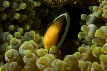 Poisson clown et son anémone, océan Indien, Maldives