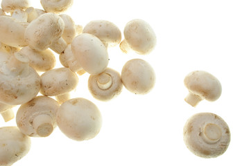 champignons isolated