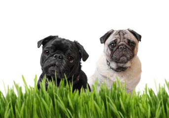 Black and fawn pug behind grass