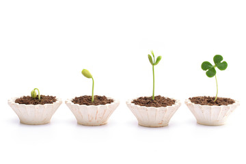 Plant stages-Growth