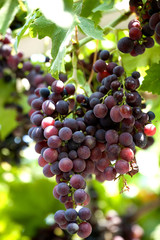 Grapes cluster