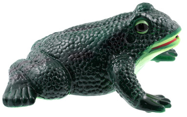 grenouille jardin fond blanc
