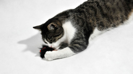 Fototapeta premium cat