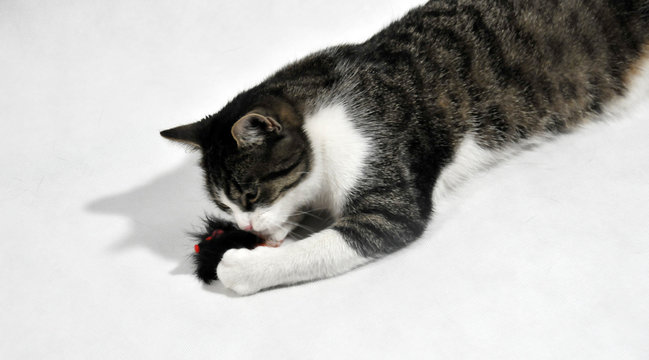 cat