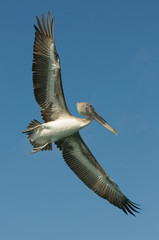 Fototapeta na wymiar Lecący pelikan, Los Roques Wyspy, Wenezuela