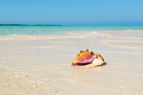 Sea shell in the beach